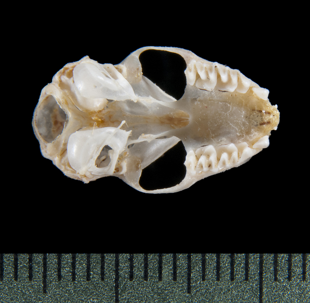 Vertebrata