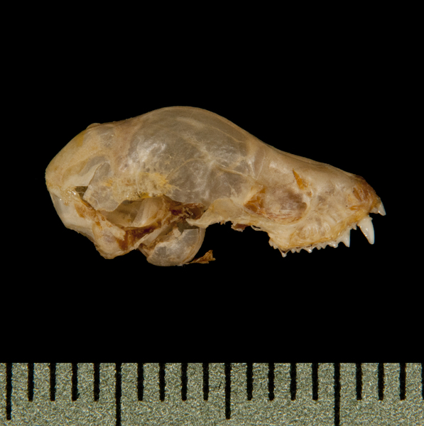 Deuterostomia