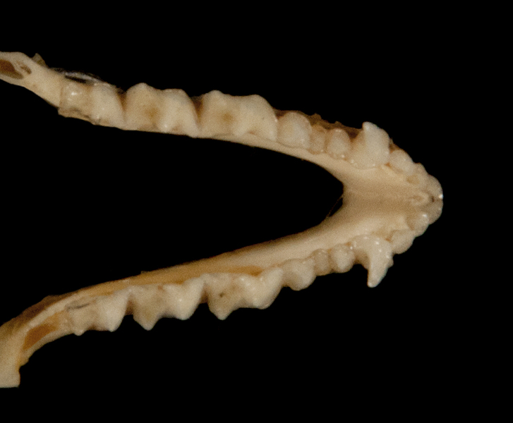 Vertebrata