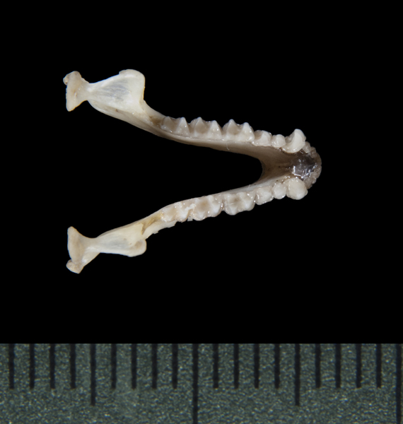 lower_dorsal5381