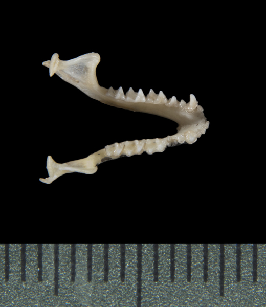 Euteleostomi