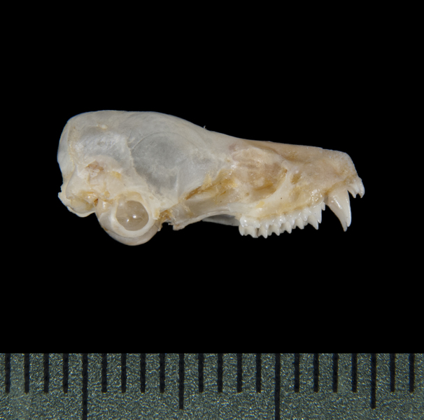 Lasionycteris