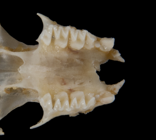 ADW: Lasionycteris noctivagans: SPECIMENS