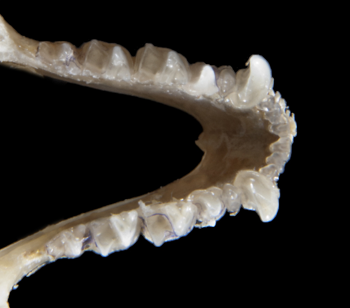 Vertebrata