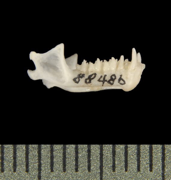 lower_lateral5510