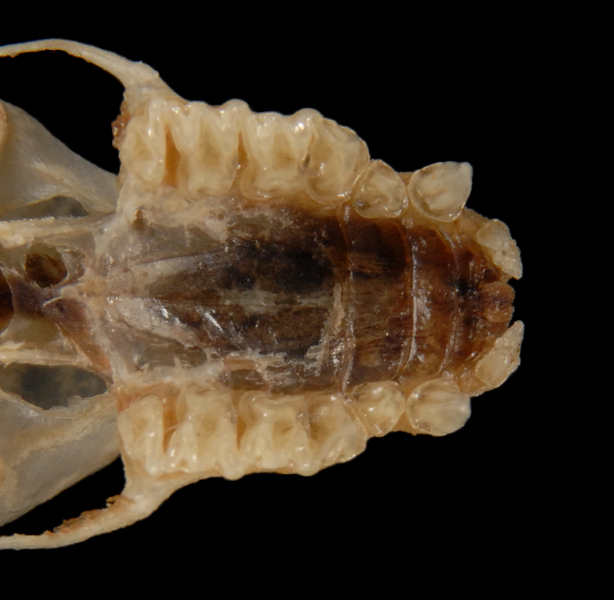 Miniopterus schreibersii