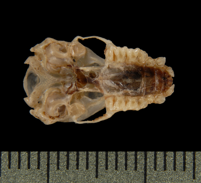 Miniopterus schreibersii