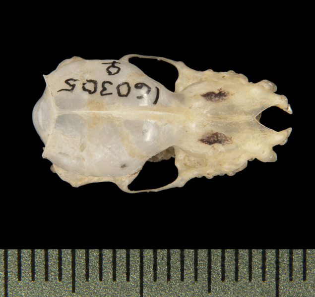 Miniopterus