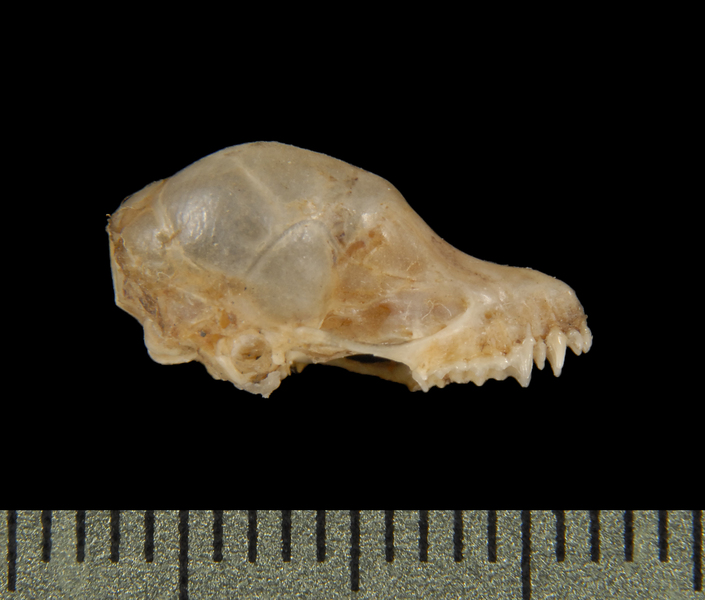 Craniata