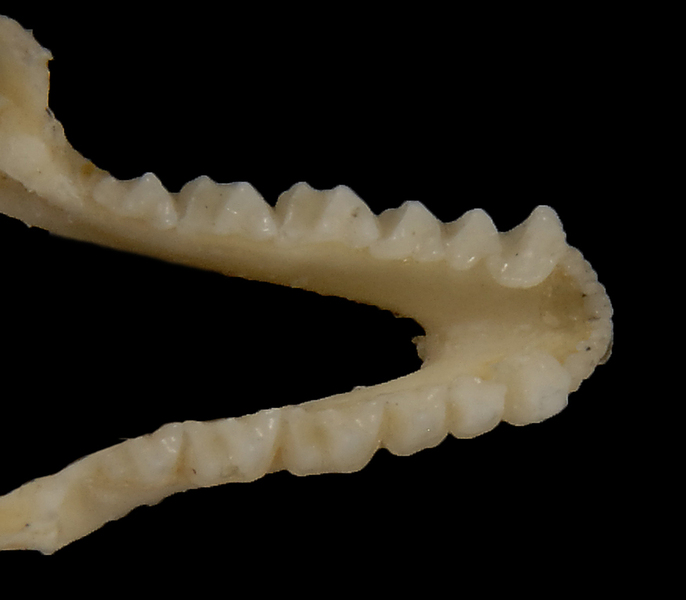 Deuterostomia