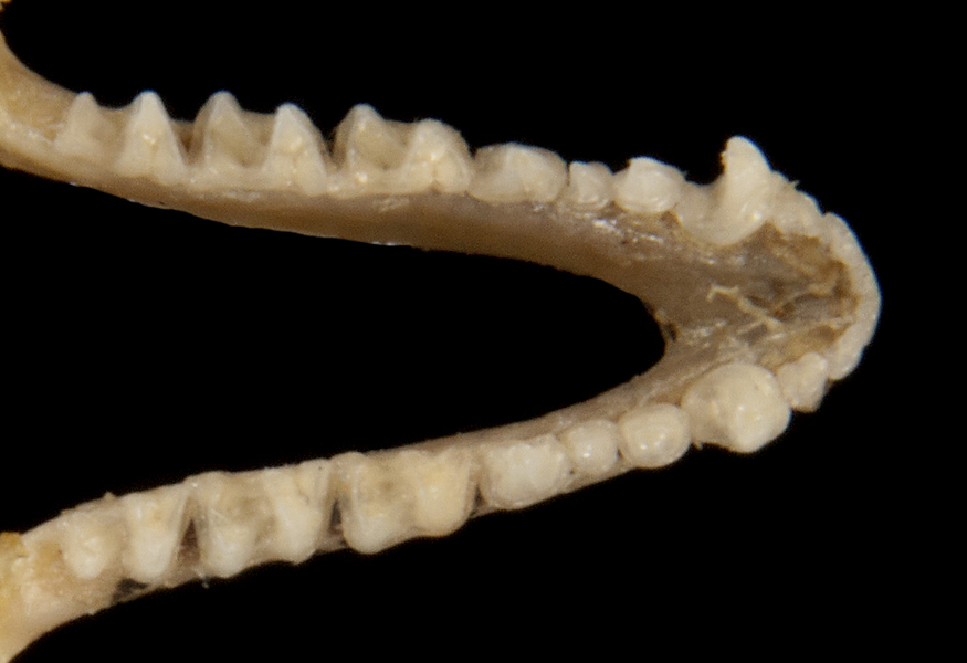 Deuterostomia