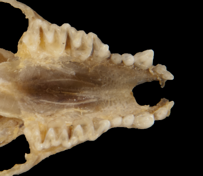 Eumetazoa