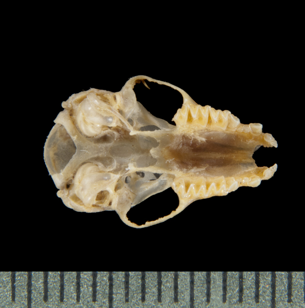 Deuterostomia