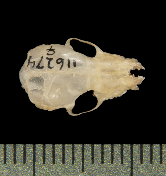 dorsal5627