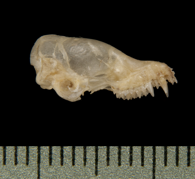 Eumetazoa