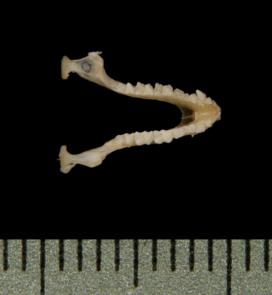 lower_dorsal5630