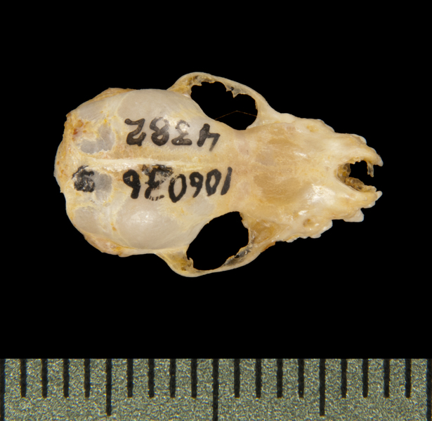dorsal5657
