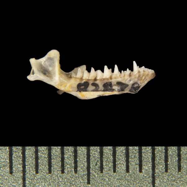 lower_lateral5684