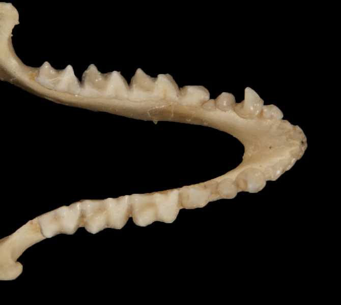 Vertebrata