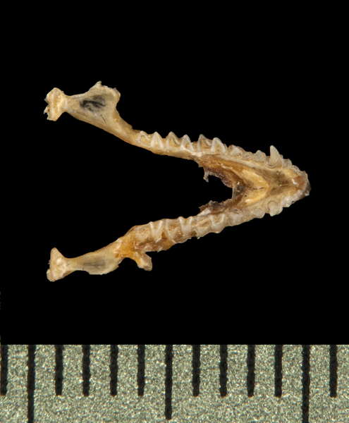 Vertebrata