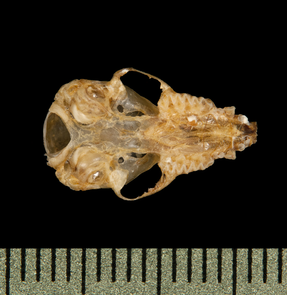 Deuterostomia