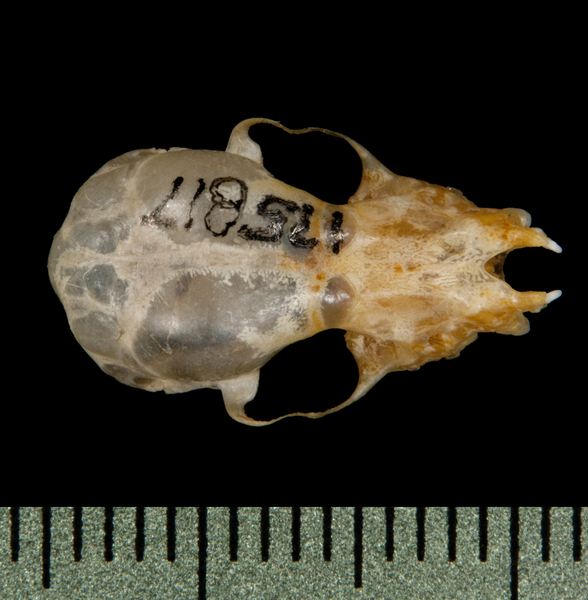 dorsal5794