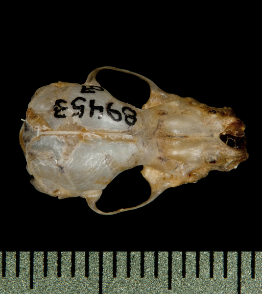 dorsal5800