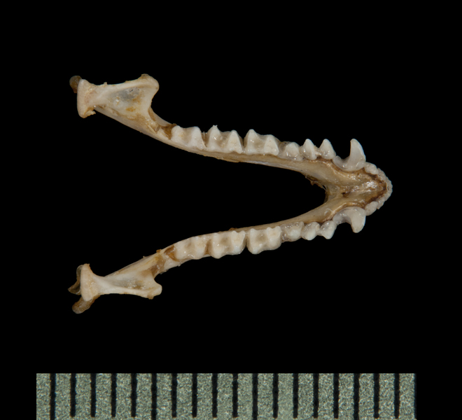 Vertebrata