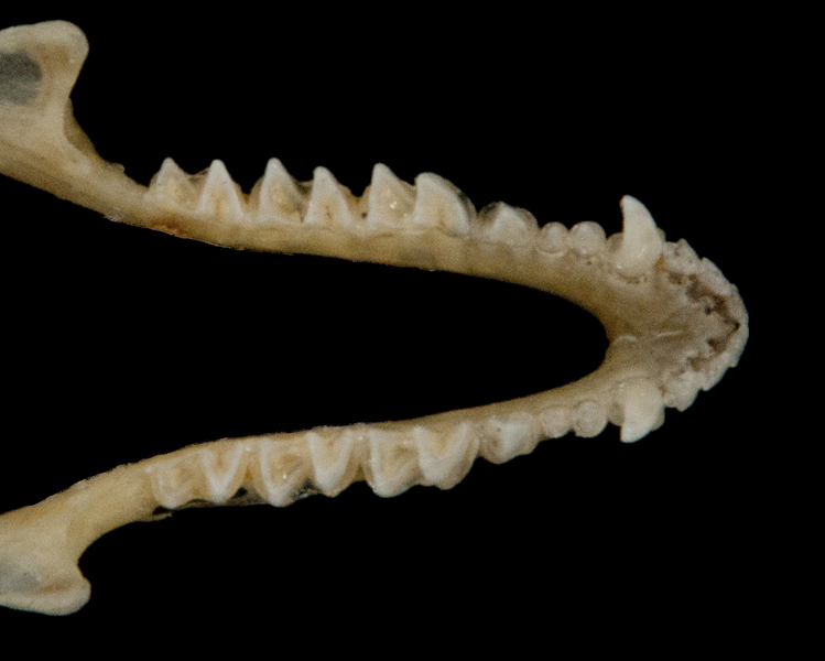 Tetrapoda