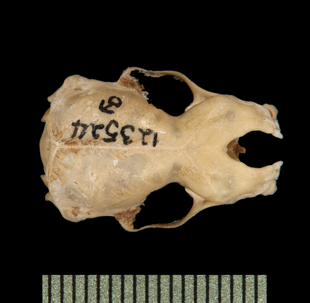 Craniata