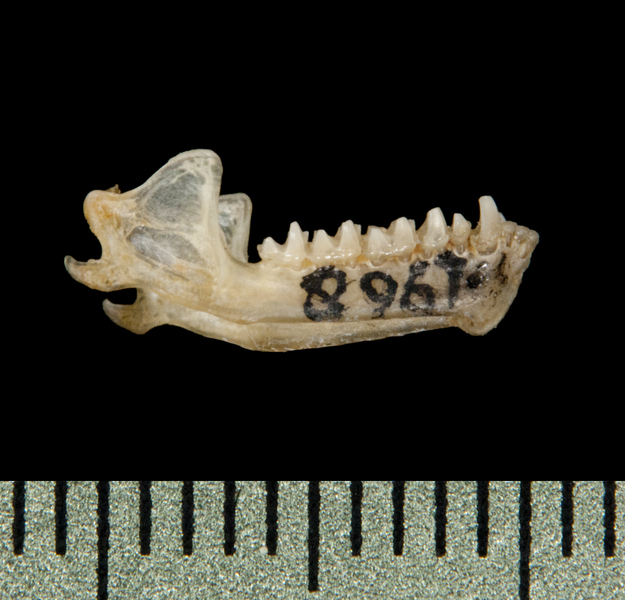 lower_lateral5880