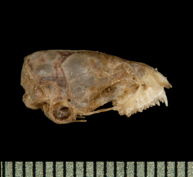 Deuterostomia