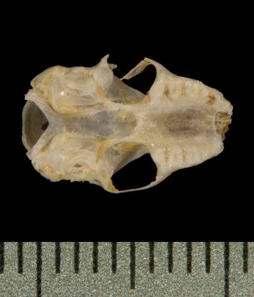 Pipistrellus hesperus