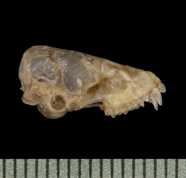 Pipistrellus javanicus