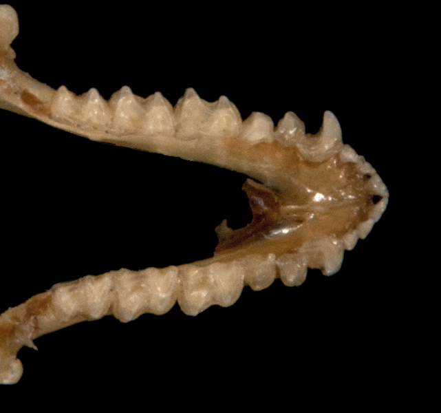 Deuterostomia