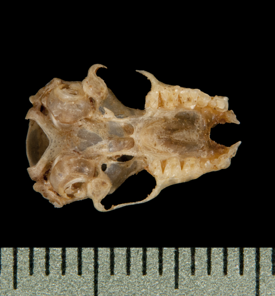 Eumetazoa