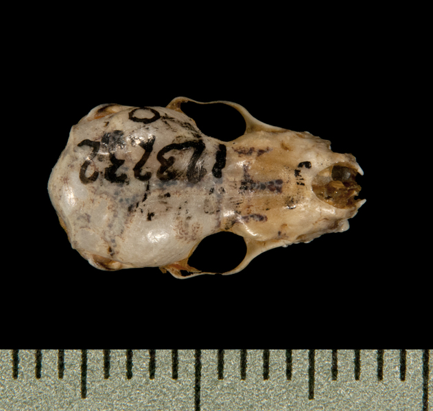 dorsal5912