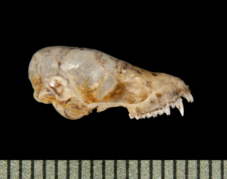 Deuterostomia