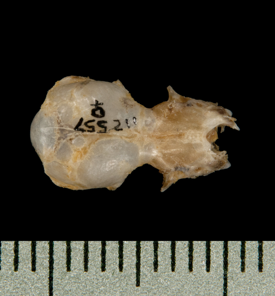 Pipistrellus pipistrellus