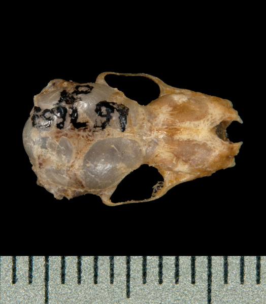 dorsal5942