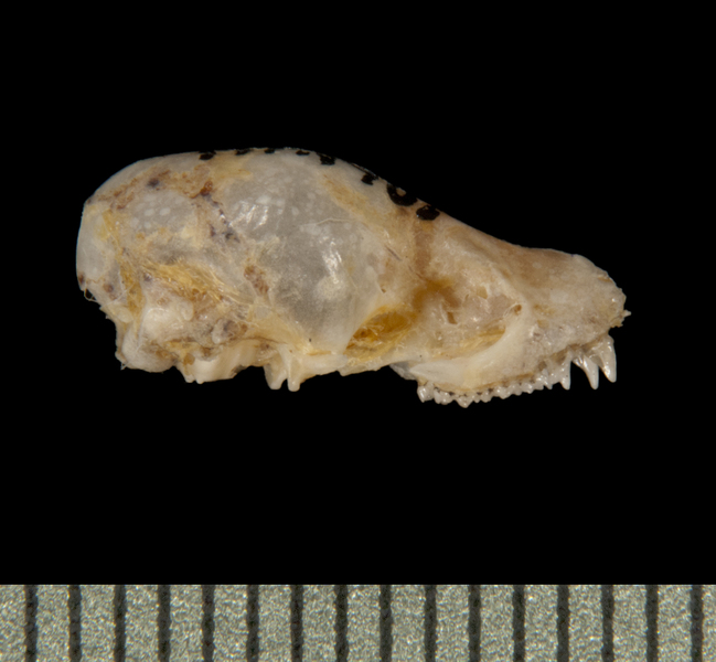 Pipistrellus subflavus