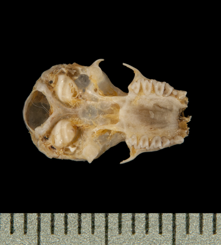 ADW: Pipistrellus subflavus: SPECIMENS