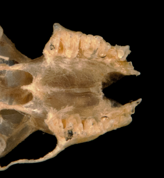 Deuterostomia