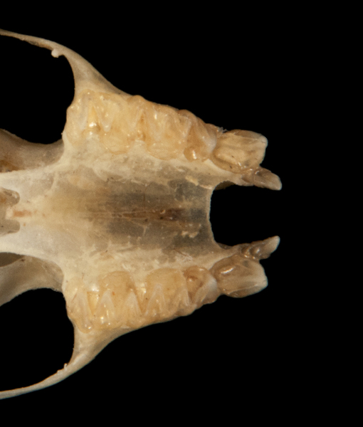 Deuterostomia