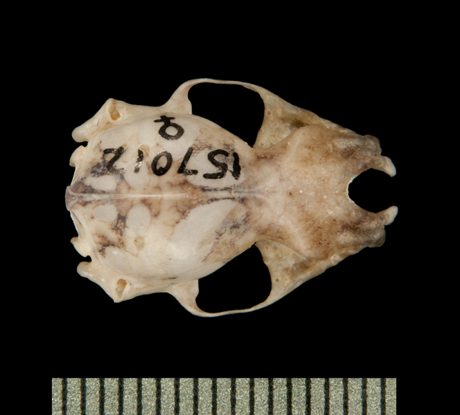 dorsal5987