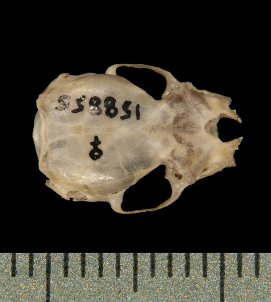 dorsal6014