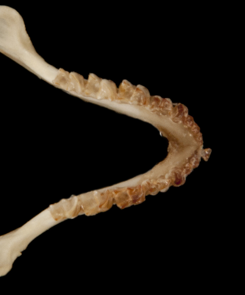 Eumetazoa