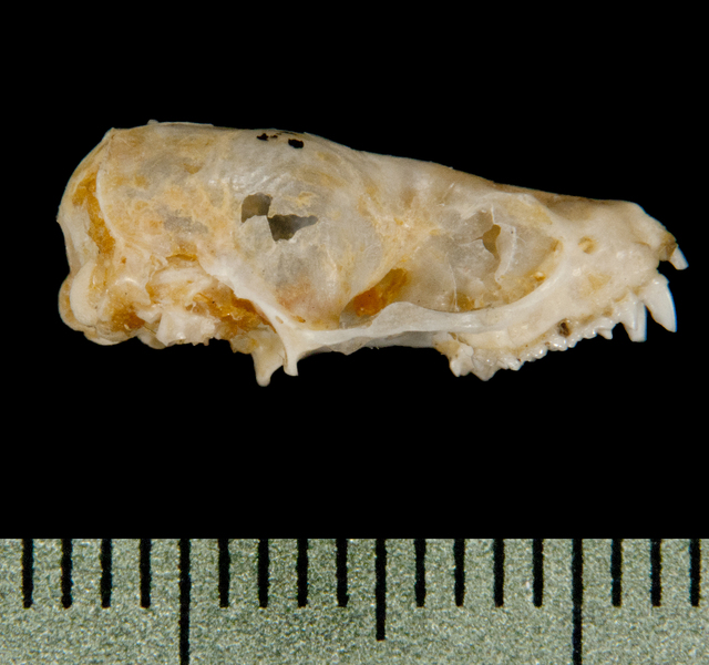 Deuterostomia