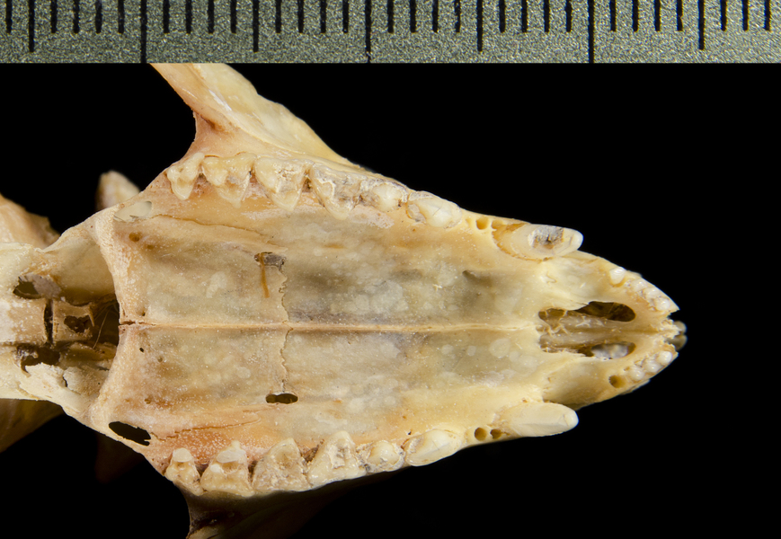 Deuterostomia