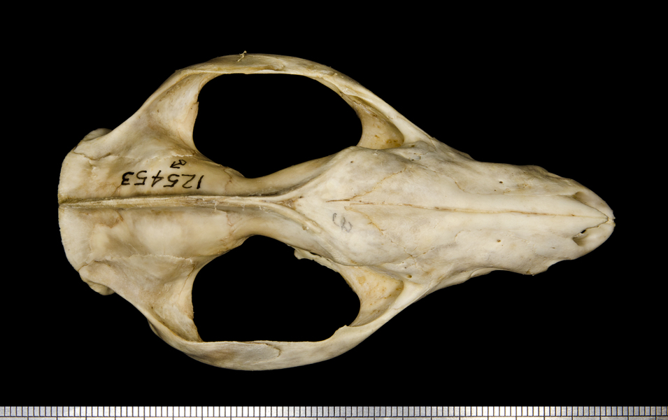 dorsal2558